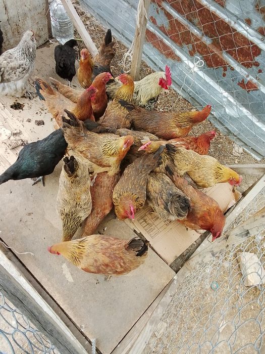 Продам куры кученский