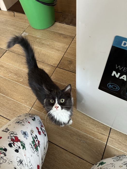 Девочка. Месяца 4. Мышеловка.