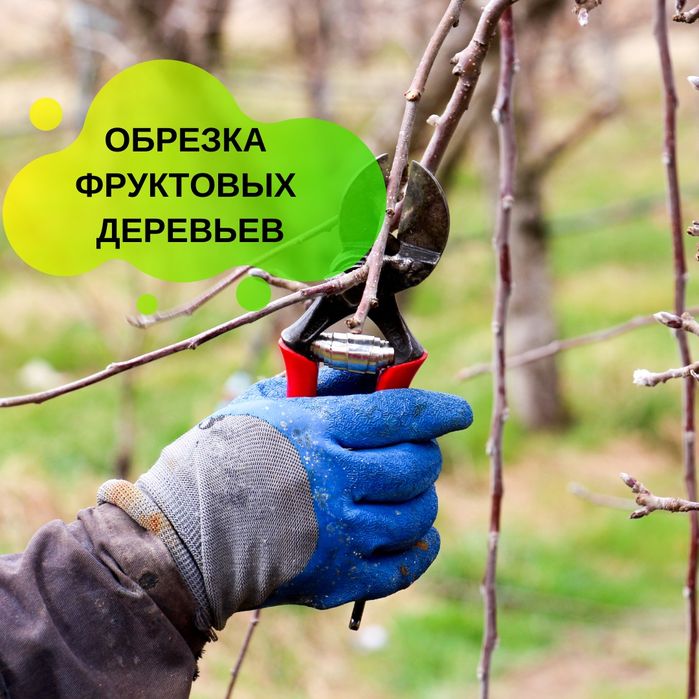 Обработка всех деревьев обрезка всех деревьев. Садовник Богбон хизмати