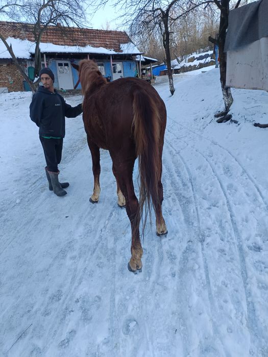 Vând sau schimb cu juninca sau vaca