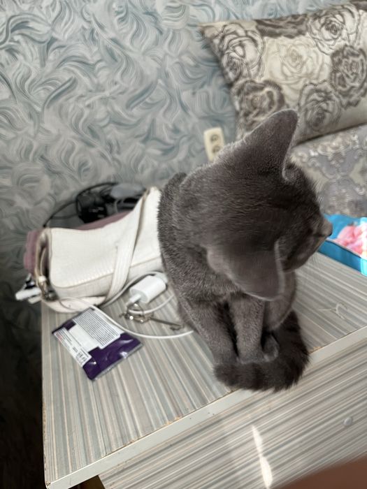 Шотландская кошка