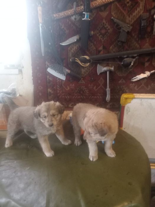 Отдам щенят  в добрые руки