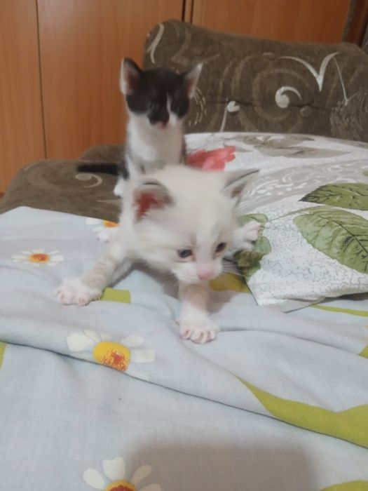 Отдам котят в добрые руки