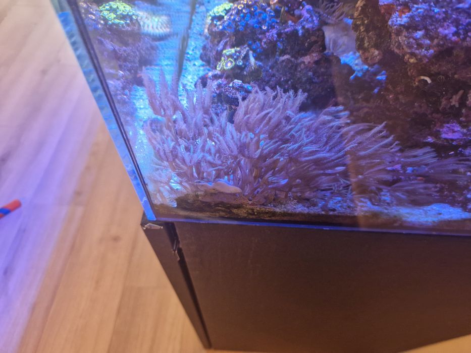 Frags corali reef – Xenia, Purple Polyp, Green Star Polyp verde fosfor, Gorgonie