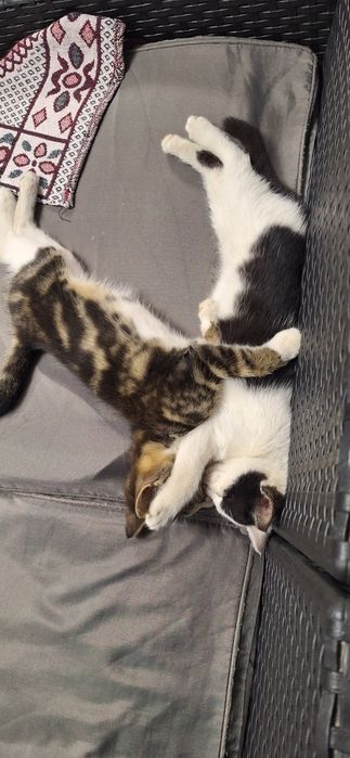Котёночек котик 2.5 месяца и кошечка