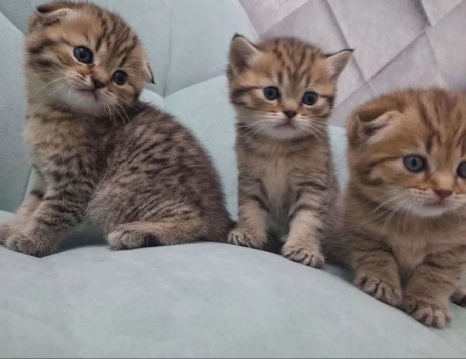Красивеньккие Котята