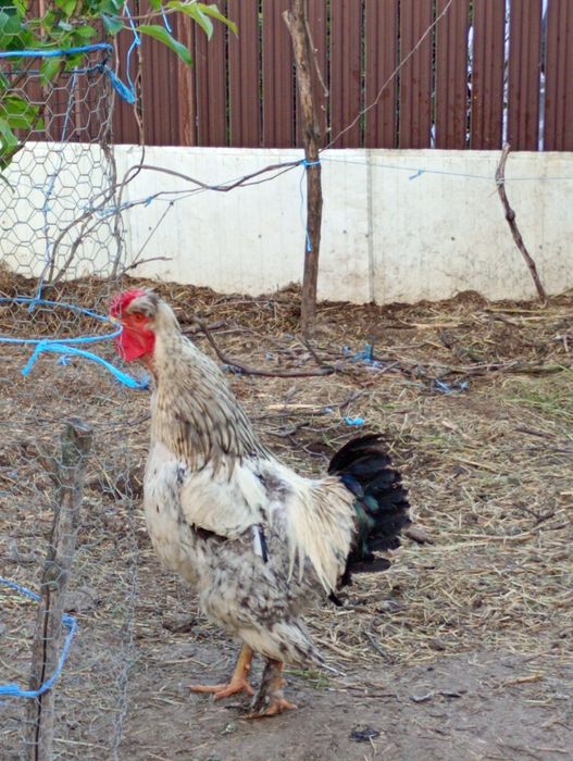 Vând cocoș australop albastru și moțat românesc