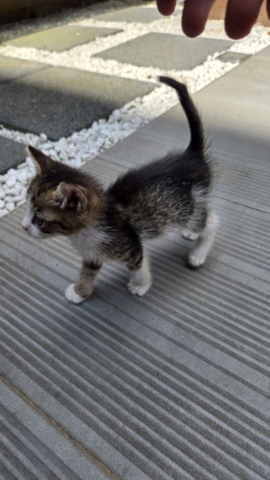 Pisicute spre adoptie in varsta de 5 saptamani