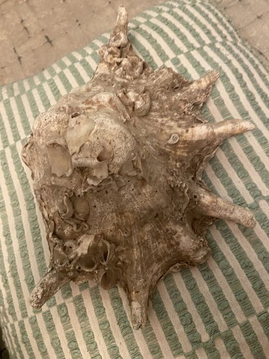 Scoica naturala, mare oceanul Indian