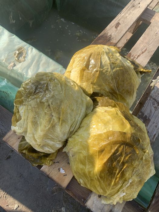 Vand varza murata romaneasca