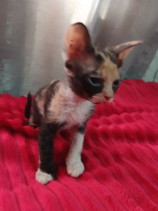 Продам котят сфинкс.  Браш.