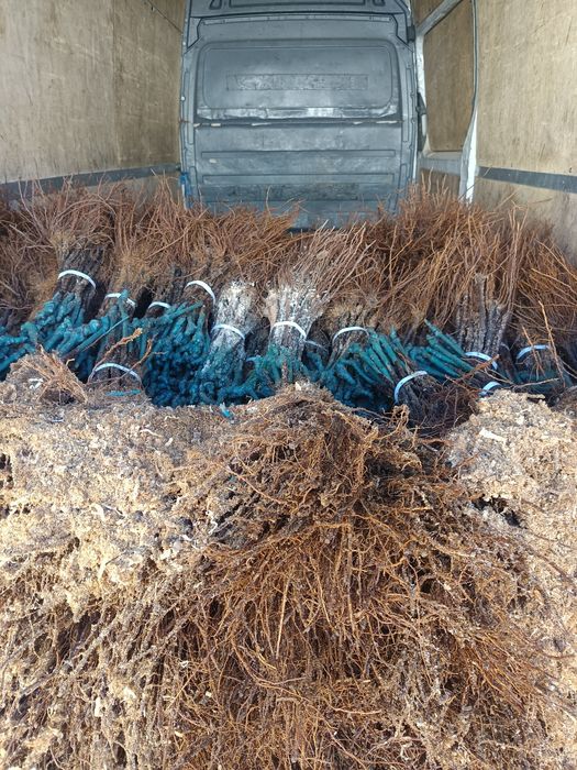 Лозов посадъчен материал