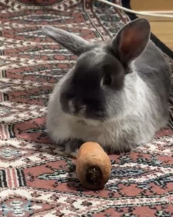 продам шикарную крольчиху