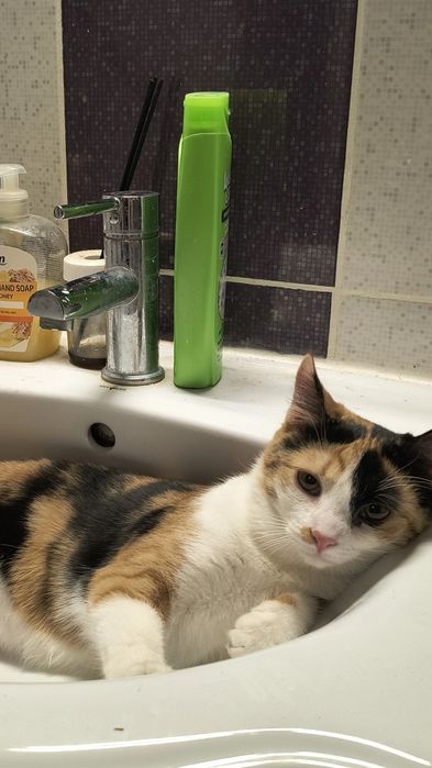 Pisica Calico 1 an sterilizata