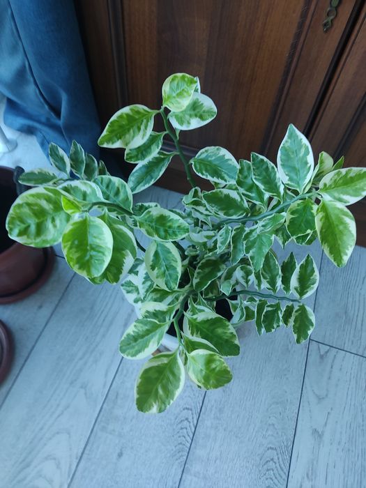 Красивые ухоженные цветы