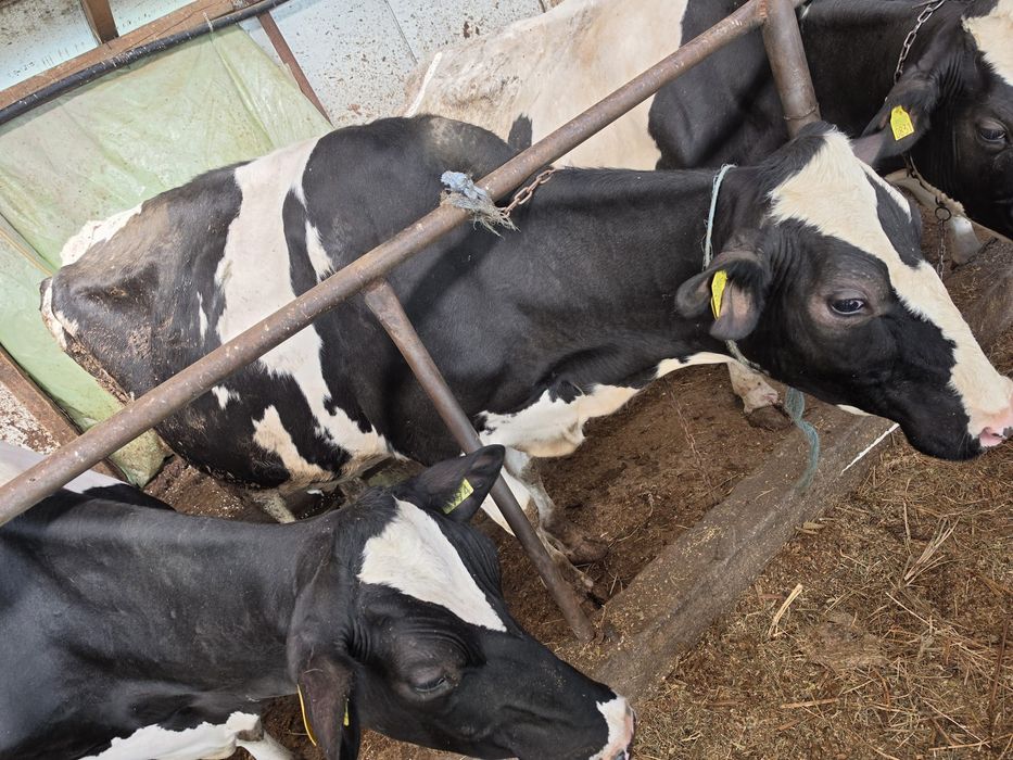 Vând o vaca și doua junci