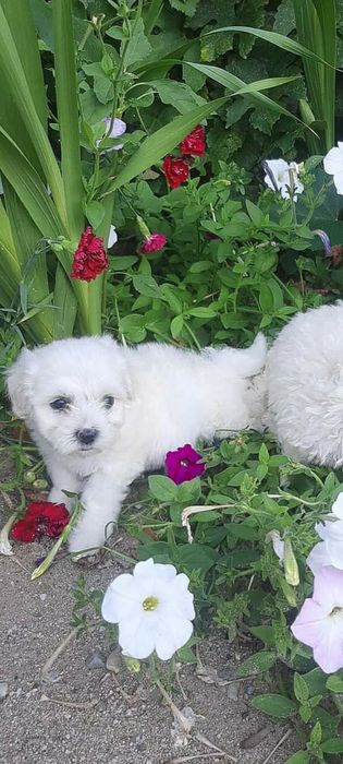 Bichonică  frize puiuț