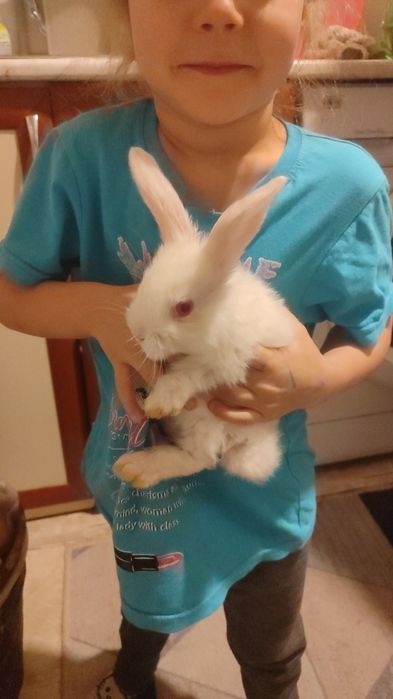 Крольчата продабтся