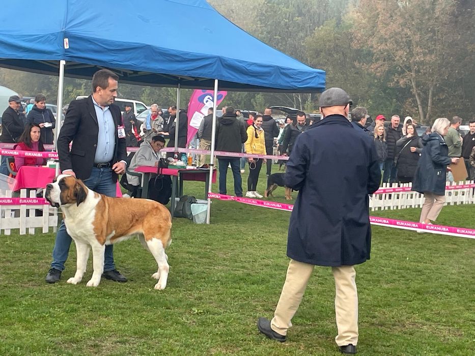 Femela Saint Bernard cu pedigree