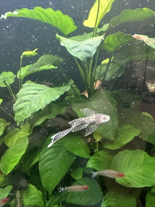 Аквриумные растения