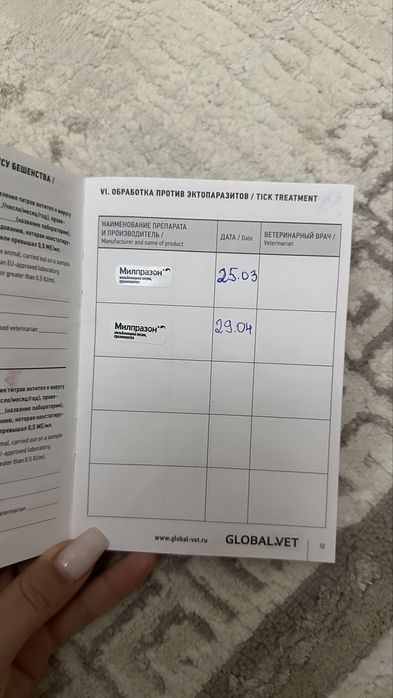 кушик шпиц девочка