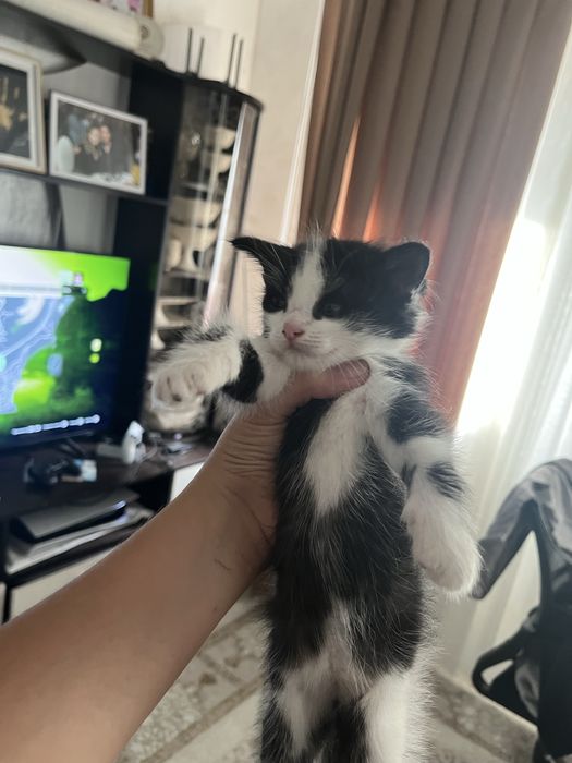 котенок прирученный к лотку