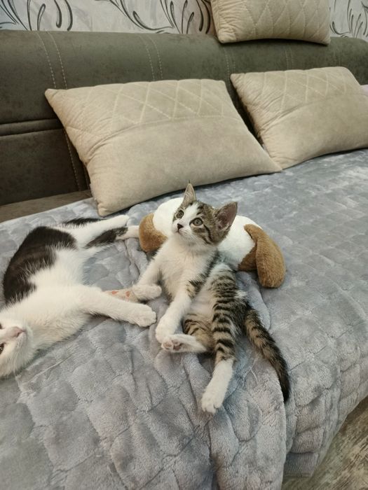 Пристраиваются девочка и мальчик котята