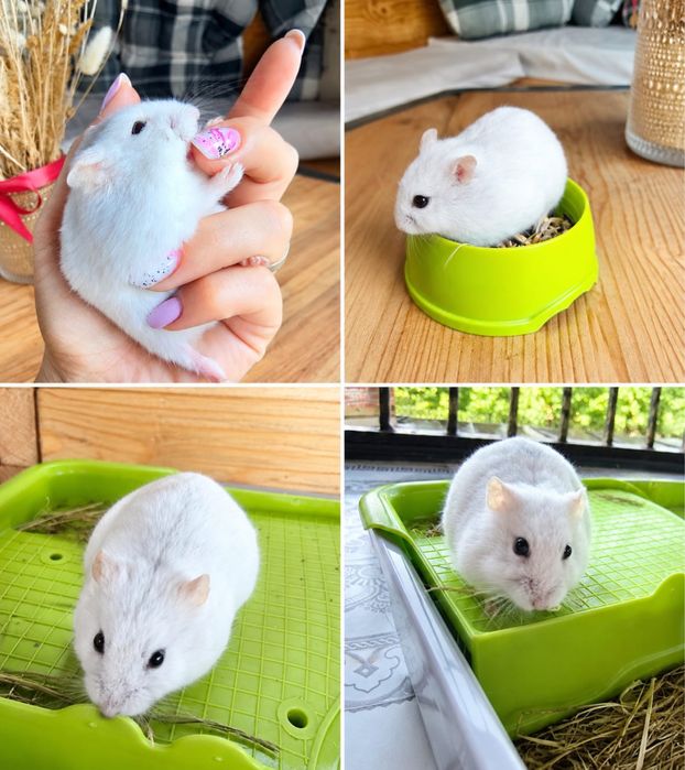 Hamster pitic / porcusori de guineea