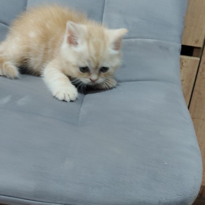 Котик e22 кремовый мрамор на серебре .