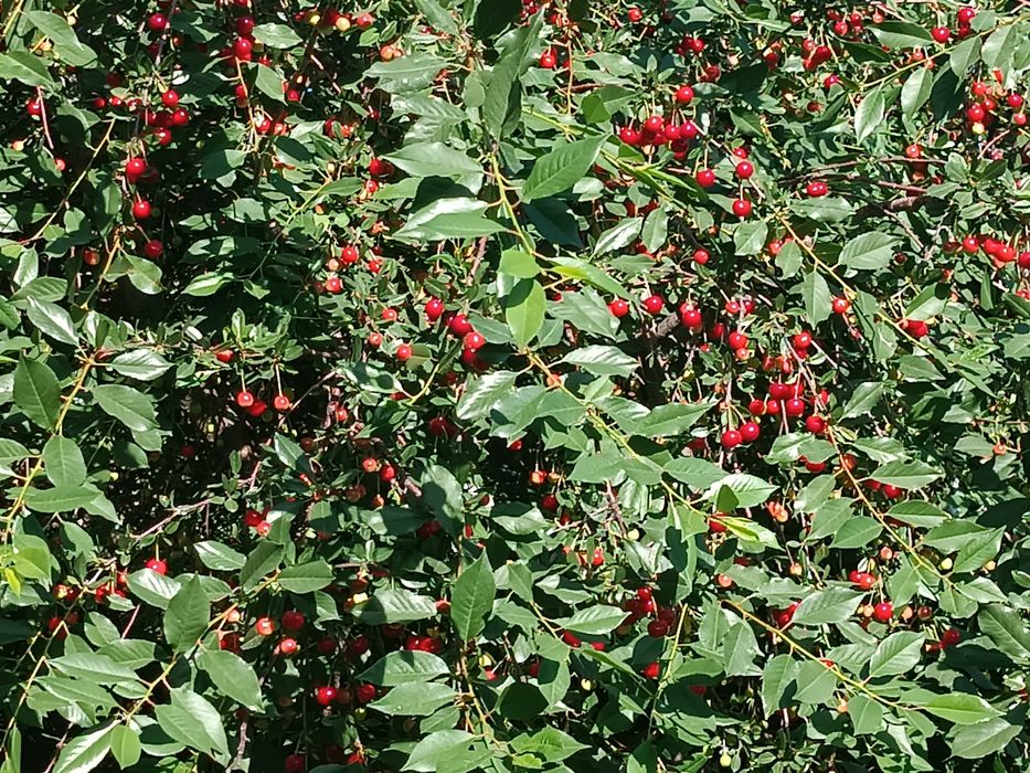 Дачный участок. Левый Восточный