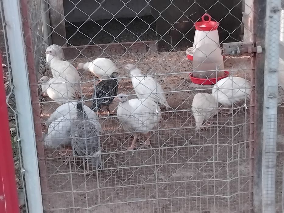 Vand oua de bibilica