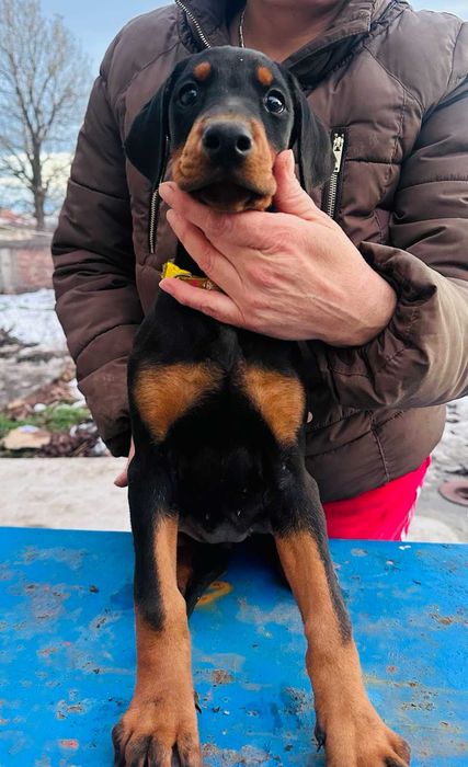 Доберманчета с родословни родители