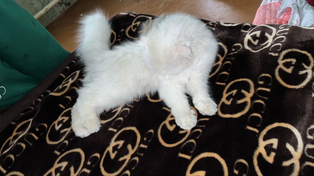 Oppoqina mushukcha sotiladi