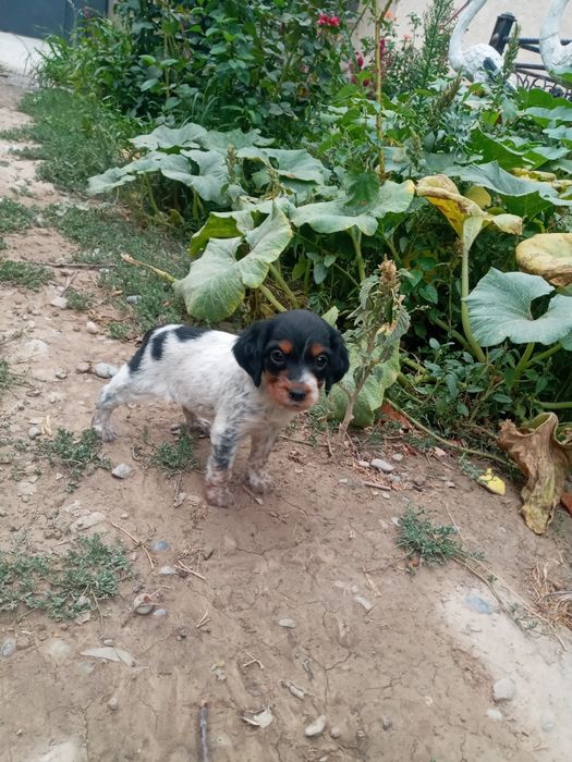 Щенок спаниель город шымкент