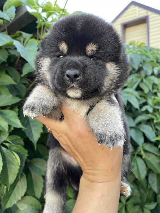 Японские сиба ину