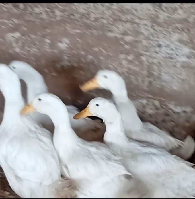 Уткалар сатылады