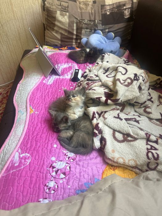 отдам котят, полтооа месяца, девочки