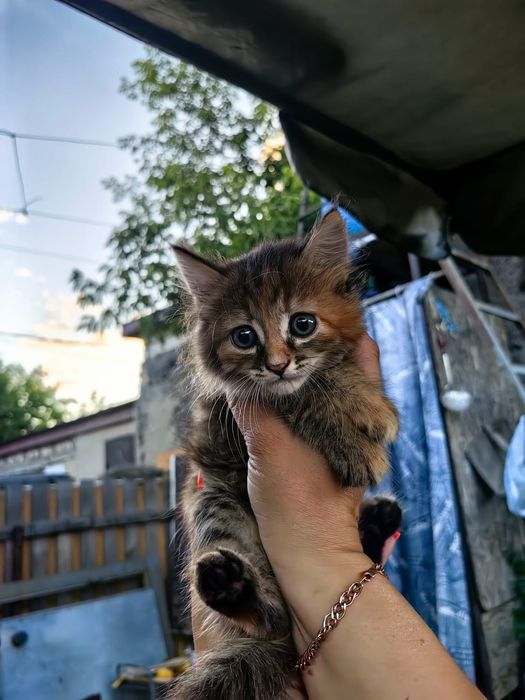 Котята в добрые руки бесплатно