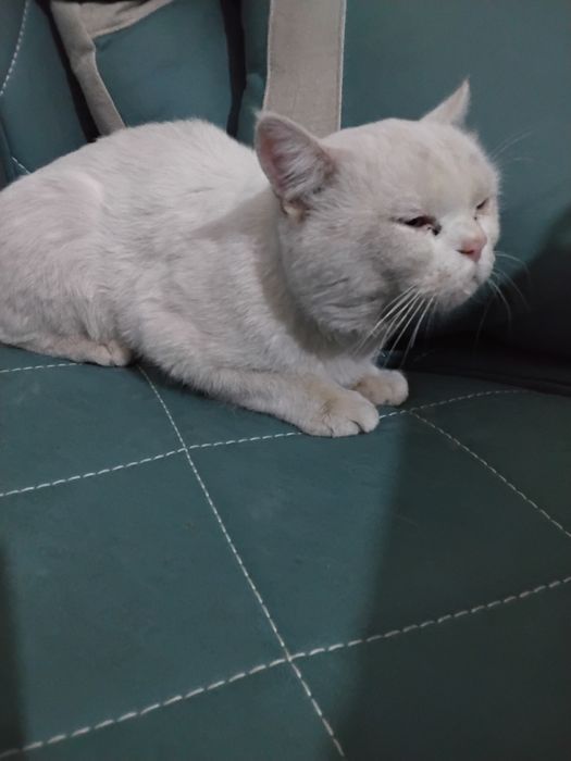 Скоттиш страйт угил бола