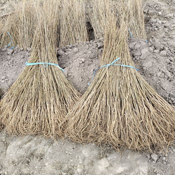 Tut kuchatlari , payvand balxi,sensa