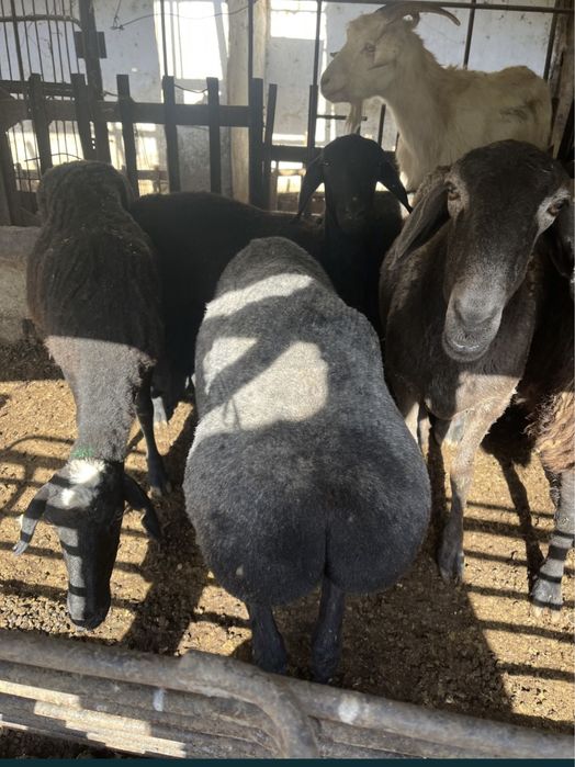 Кой кошкар сатылады