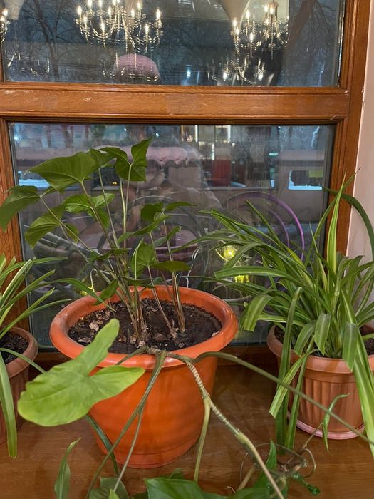 Цветы под ваш вкус