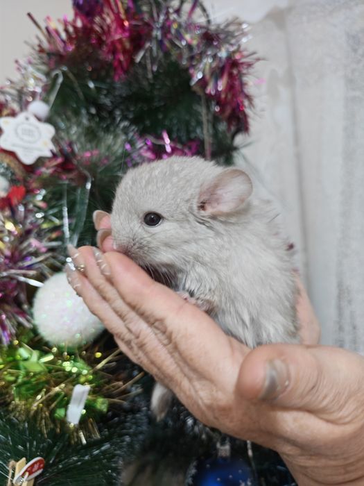 Выставляются в бронь шиншиллята, мальчик и девочка