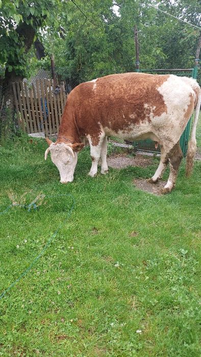 Vaca gestantă în 8 luni