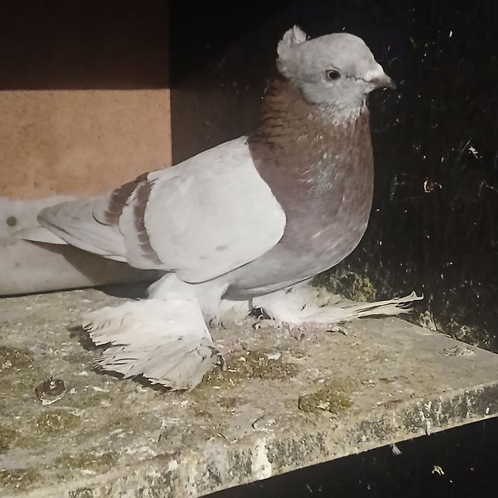 Прадам галубеи .