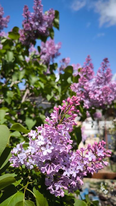 Сирень ароматная