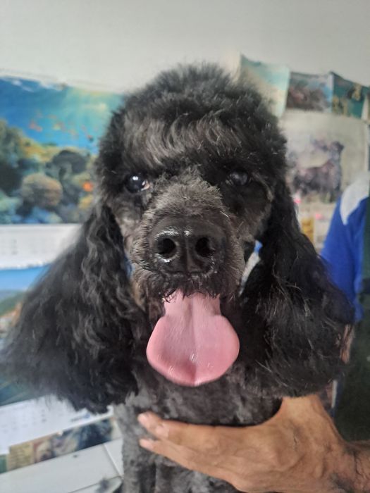 Tuns caini, pisici,iepurasi în fiecare zi