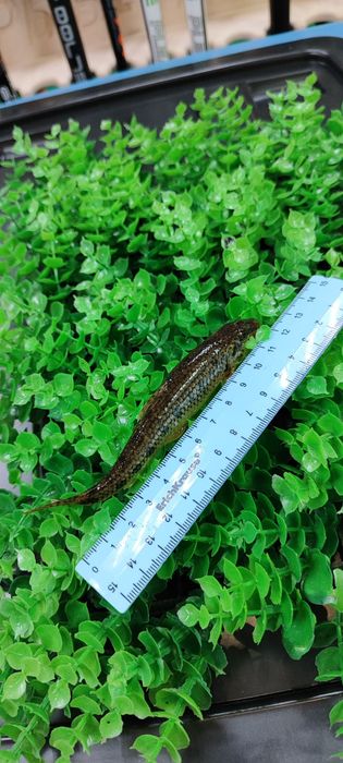 Живец плотва, пескарь