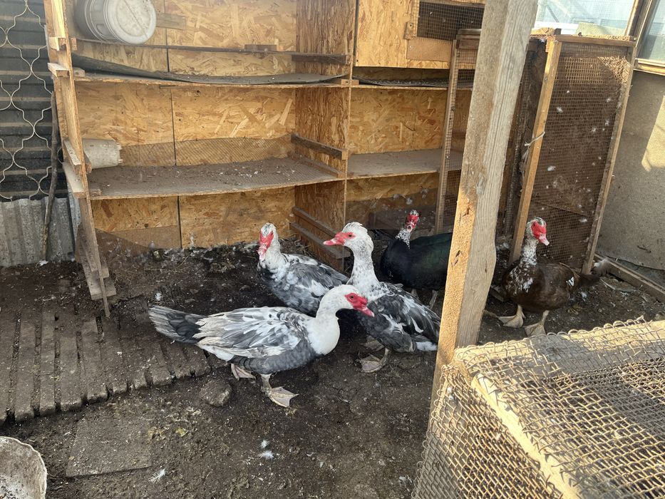 Шипуны (индоутки )