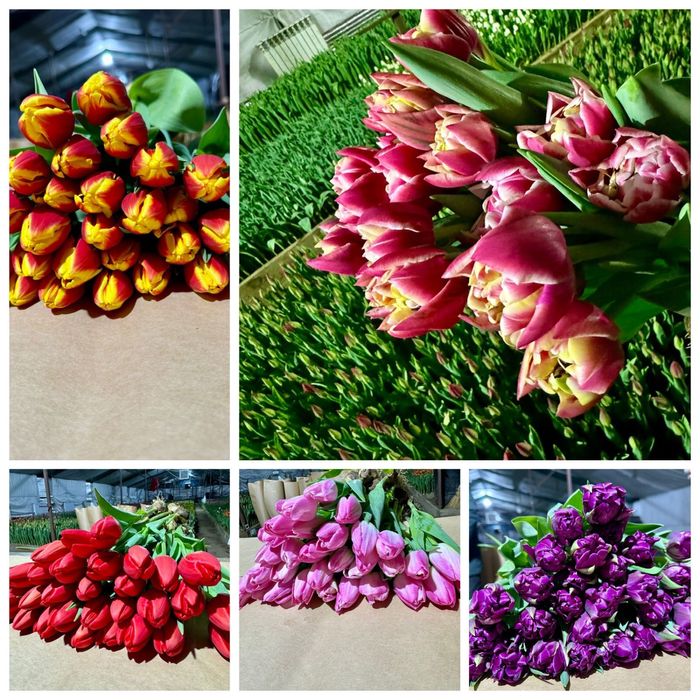 Тюльпаны на 8 марта по 400 тг